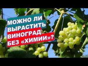 Можно ли вырастить виноград без применения химических препаратов?