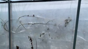 Жимолость Синий утес. Цветение 31.03.22