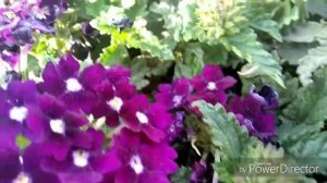 Verbena plant care and tips