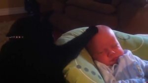 Кот убаюкивает плачущего ребенка