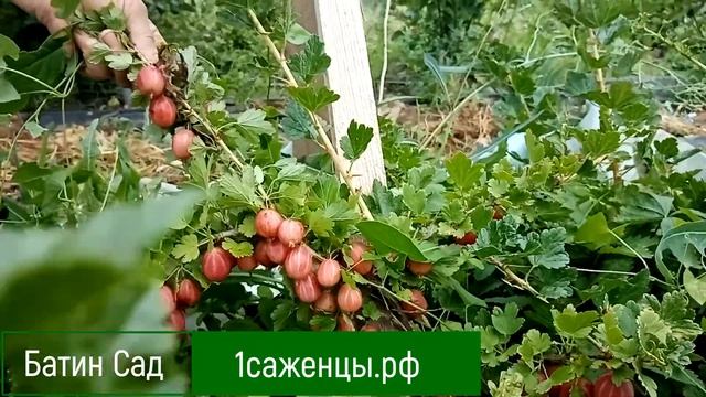 Крыжовник Красный восток. смотреть онлайн