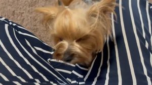 Влог #1 | Гуляю с йорком | готовлю баклажаны | домашний коктейль