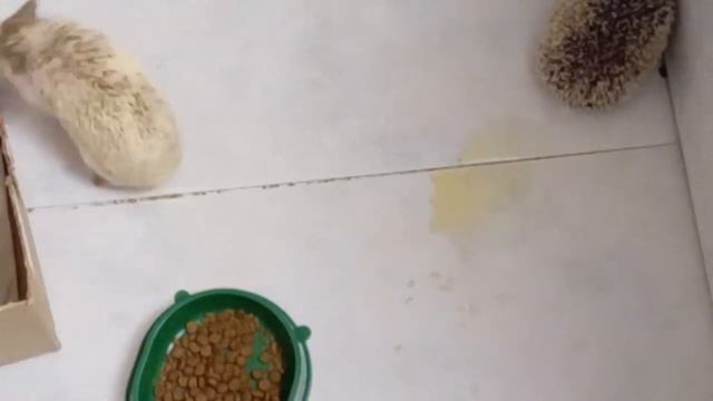 Спаривание африканских ежей совокупление смотреть онлайн