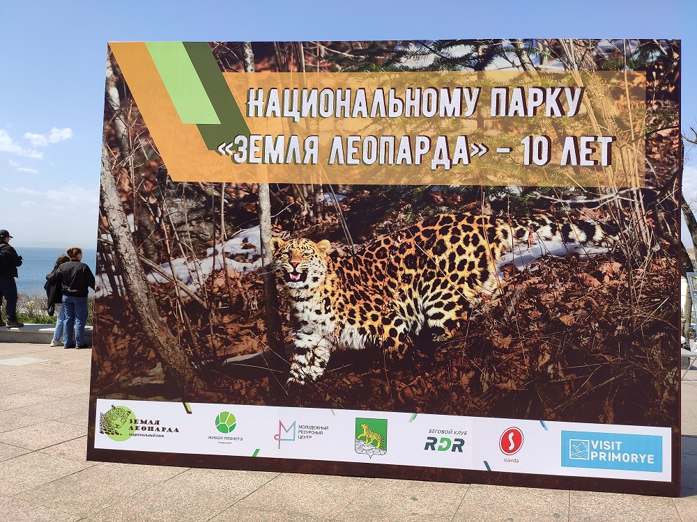День леопарда владивосток. Когда день леопарда.