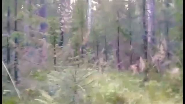 Охота на Лося.Работа ЗСЛ по Лосю.