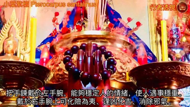 小葉紫檀 Pterocarpus santalinus смотреть онлайн