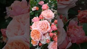 Розы в моем саду 21.06.23 г.Бременские музыканты, Винтер Лодж. Мэри Энн, Керио.