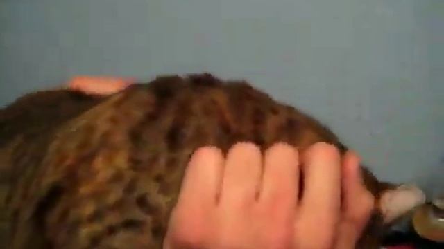 Коту очень не нравится когда его так гладят смотреть онлайн