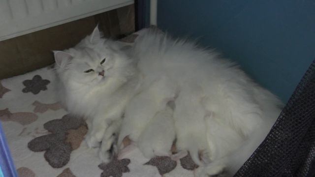 Новорожденные котята День 5 й У котенока крикуна начинают открывает глазки смотреть онлайн