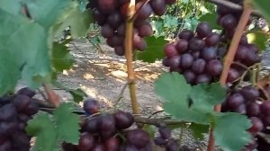 Памяти Учителя: один из лучших ранних сортов винограда