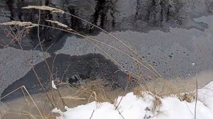 Ловля налима на малой реке в ноябре на куриную печень. Неожиданный результат.