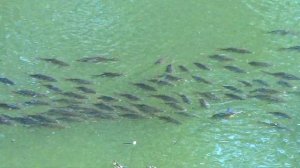 Рыбы в Таврическом саду.