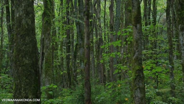 Ведьма Анаконда: Древняя магия - это реальность смотреть онлайн