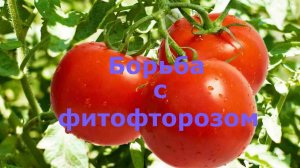 Помидоры. Профилактическая обработка томатов от фитофтороза!