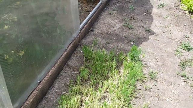 #408АЛЛЕРГИЯ НА СОЛНЦЕ/ЛЕЧУСЬ ГРЯЗЬЮ/ЧЕМ ЗАНИМАЛИСЬ/ЗАЦВЕЛИ РОЗЫ В МОЕМ ЦВЕТНИКЕ