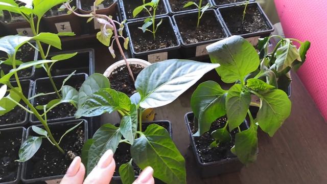 Сравнение рассады перца под лампами фитохром и обычными фитолампами смотреть онлайн