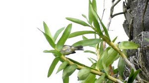 Fêmea de Coleiro macheando quente e sendo galada na natureza para endoidar seus machos