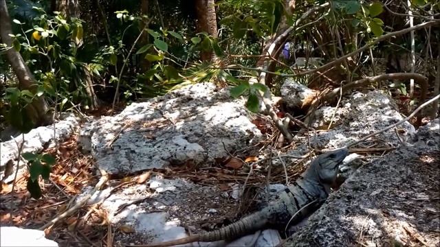 Игуана в парке Экскарет, Мексика. An iguana in the Excaret Park смотреть онлайн