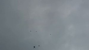 Атака сокола на игровых голубей.