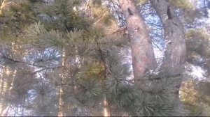 Сосновые ветки для кроликов