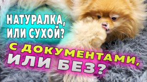 Щенкам шпица 36 дней. Обманули Крепыша. Жаркие споры собаководов. Шпиц Бэлла играет со щенками