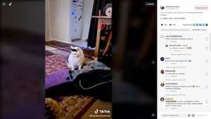 КОТ МЯУКАЕТ И КИВАЕТ ГОЛОВОЙ — ОТКУДА МЕМ
