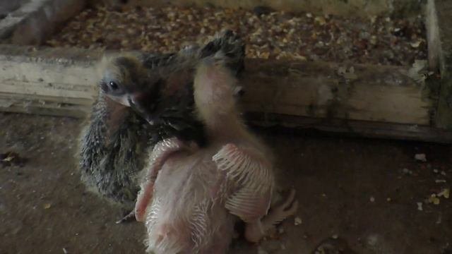 СНОС ГОЛУБЯТНИ ,ПРОДОЛЖЕНИЕ ....   #pigeons##Tauben##աղավնիներ##göyərçinlər##голуби#