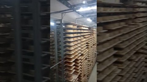 Эконива экскурсия. Сырзавод