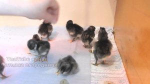 УХОД ЗА ЦЫПЛЯТАМИ С ПЕРВЫХ ДНЕЙ. КОРМЛЕНИЕ, ПРОПОЙКА ОТ БОЛЕЗНЕЙ, ОБУСТРОЙСТВО МЕСТА, ТЕМПЕРАТУРА.