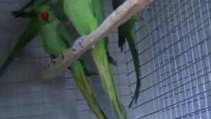 Ожереловые попугаи