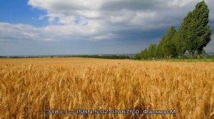 Кубань (регион)