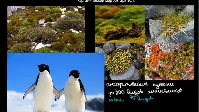 282  Органический мир Антарктиды