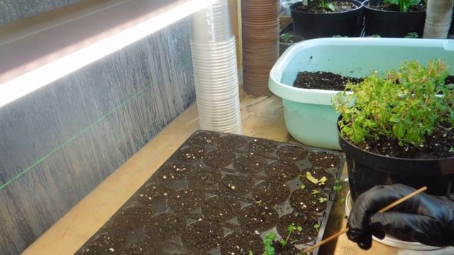 Биденс, черенкование смотреть онлайн