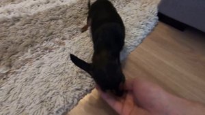 Дрессировка непослушного Той Терьера.