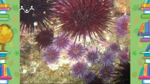 Школа Шишкиного Леса. Природоведение. Животные-долгожители