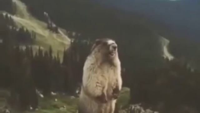 Связь в ДНР смотреть онлайн