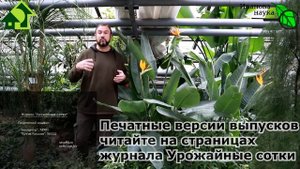 ТОМАТЫ "ПОСАДИЛ и ЗАБЫЛ". Как выбрать семена ленивых томатов. Низкие кустовые без пасынкования.