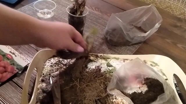 Клубника ФРИГО// РАССАДА// ЧАСТЬ -1// Ягодный Огород смотреть онлайн