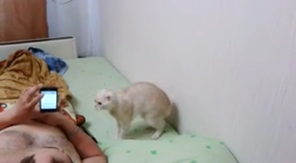 Кошки_Кот Патриот_- смотреть онлайн