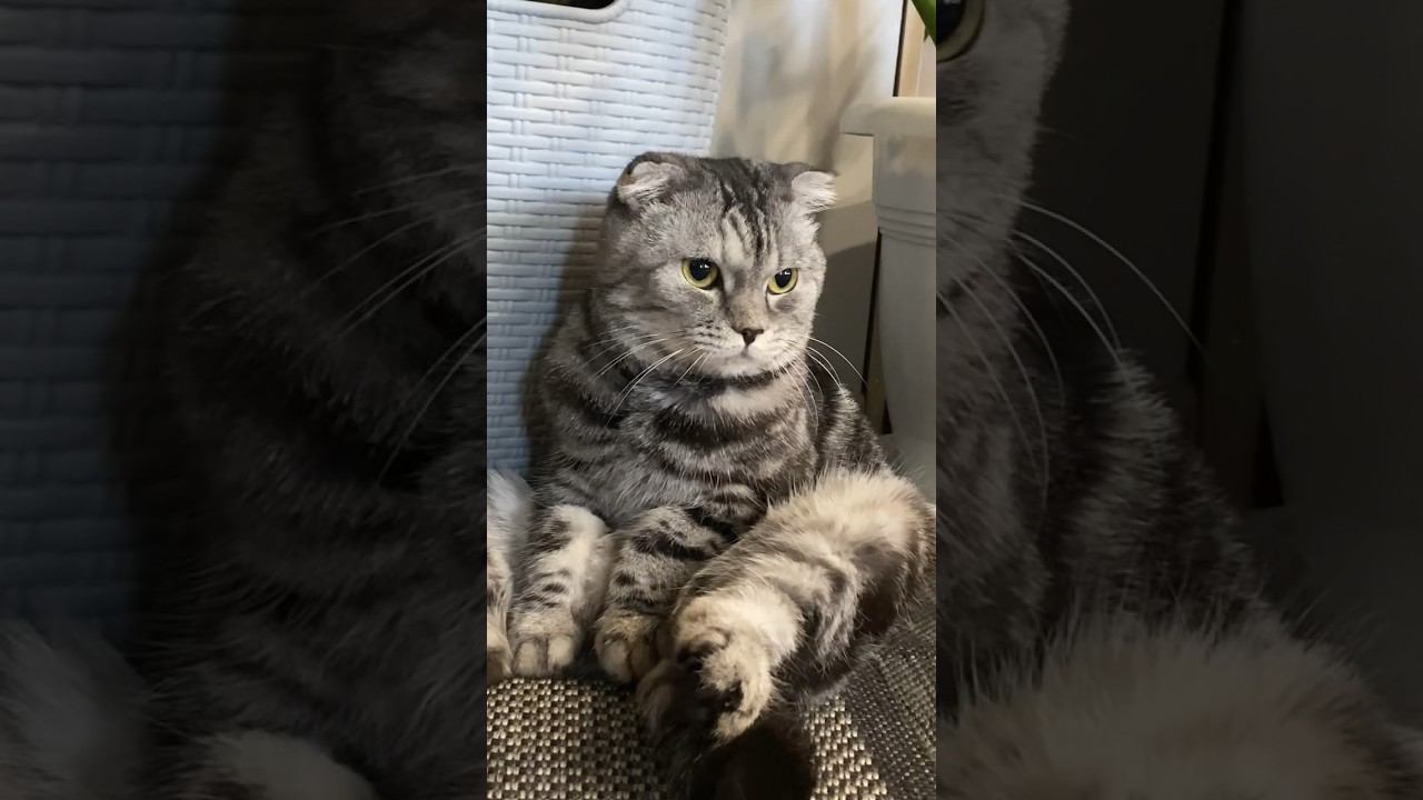 #cat #приколыскотами #шортс #приколыскотаим #funny #юмор #котсмешной #котики #shortvideo