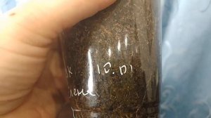Низкорослые сорта пеларгонии.