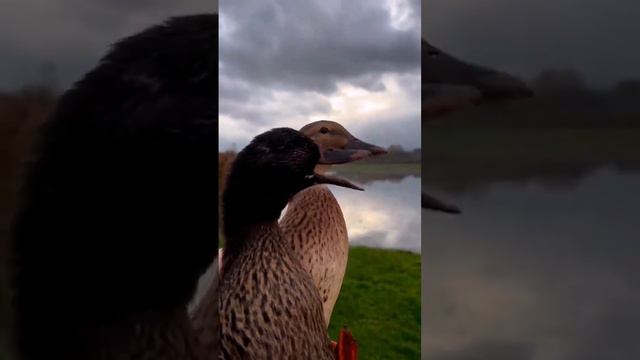 Как вам работа подсадных? 🦆🦆 #утки #охота #охотанауток #duck #hunting