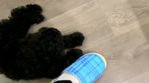 КАК ОСТАВЛЯТЬ ЩЕНКА ПОКА ТЫ НА РАБОТЕ /ПУДЕЛЬ