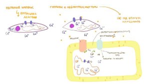 Физиология. Гладкие мышцы. Сравнение гладкой и скелетной мускулатуры