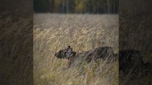 Питомник охотничьих собак Борн хантер