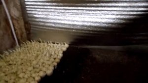 ВЫГОНКА  ЛУКА В ПОДВАЛЕ. ТАК СМОЖЕТ КАЖДЫЙ!!!