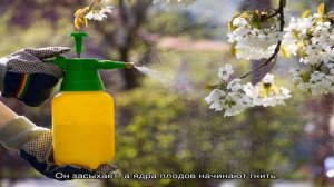 Чем опрыскивать орех весной от болезней и вредителей