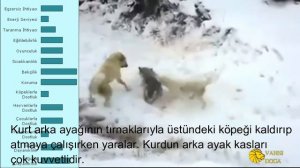 Kangal Kurt Boğuşmaları - Kangal vs Wolf - Kangal vs Pitbull-