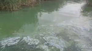 Вода в Варваровском водохранилище