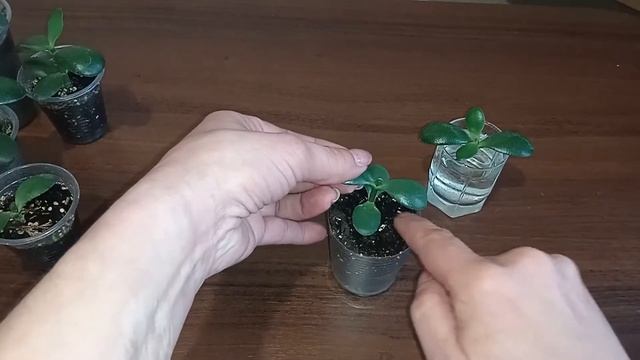 Размножение денежного дерева. 3 способа. смотреть онлайн